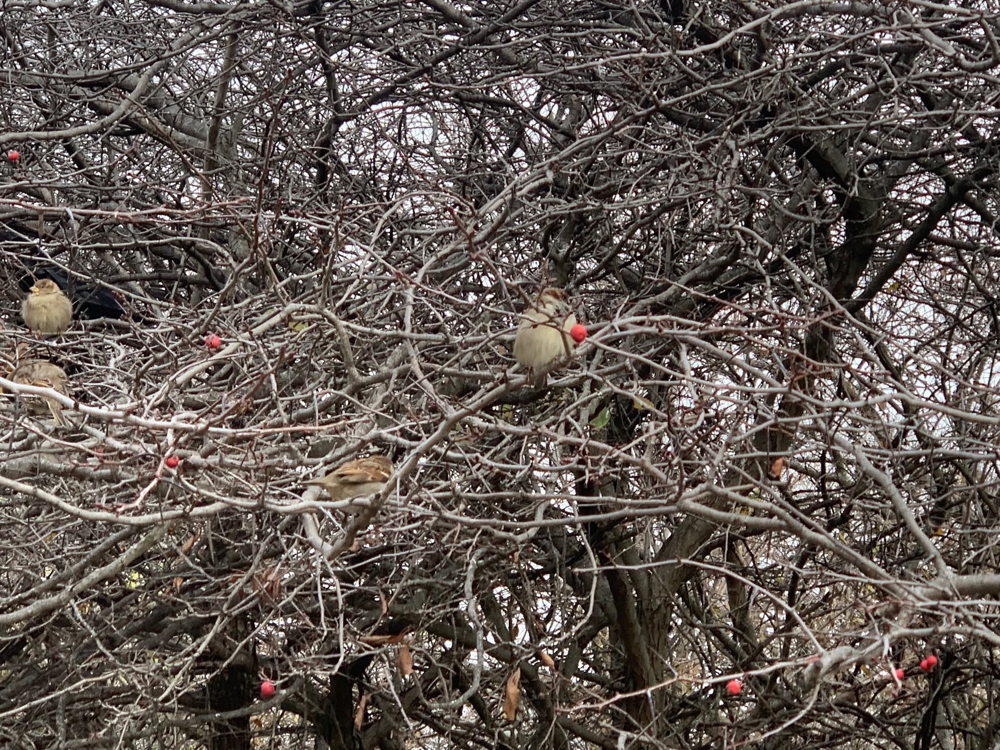 ClareFolio_Birds and Berries2_11 29 2021