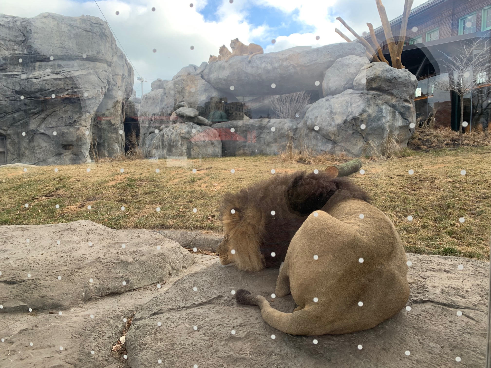 ClareFolio_Lazy Lions at Lincoln Park Zoo_12 30 2021